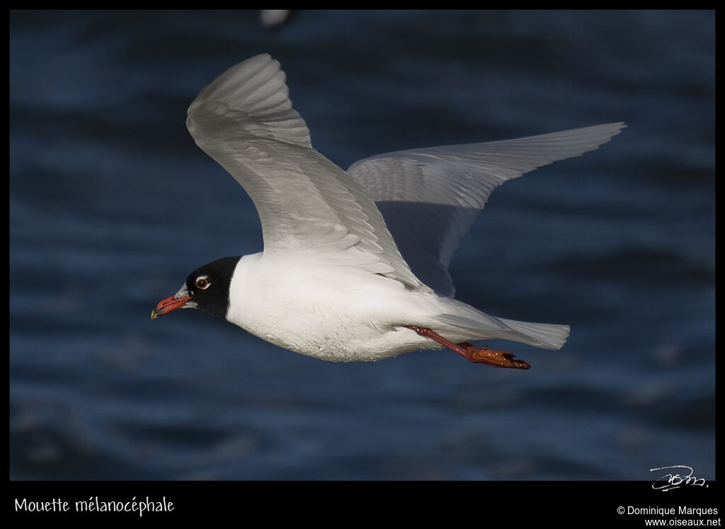 Mouette mélanocéphaleadulte nuptial, identification