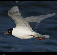 Mouette mélanocéphale