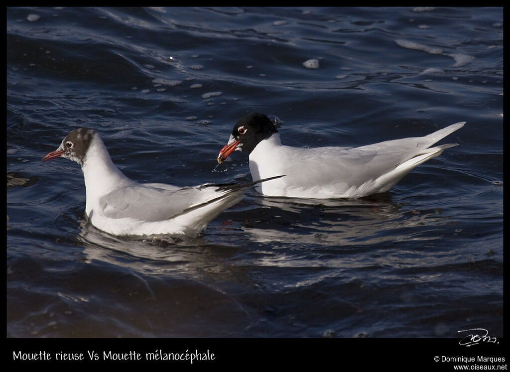 Mouette mélanocéphaleadulte nuptial, identification