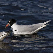 Mediterranean Gull