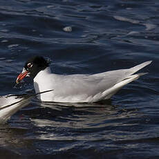 Mouette mélanocéphale