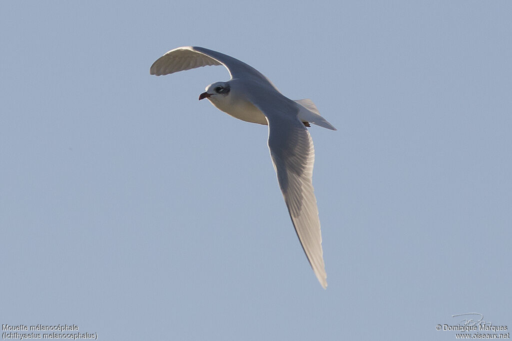 Mouette mélanocéphaleadulte internuptial, Vol