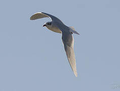 Mediterranean Gull