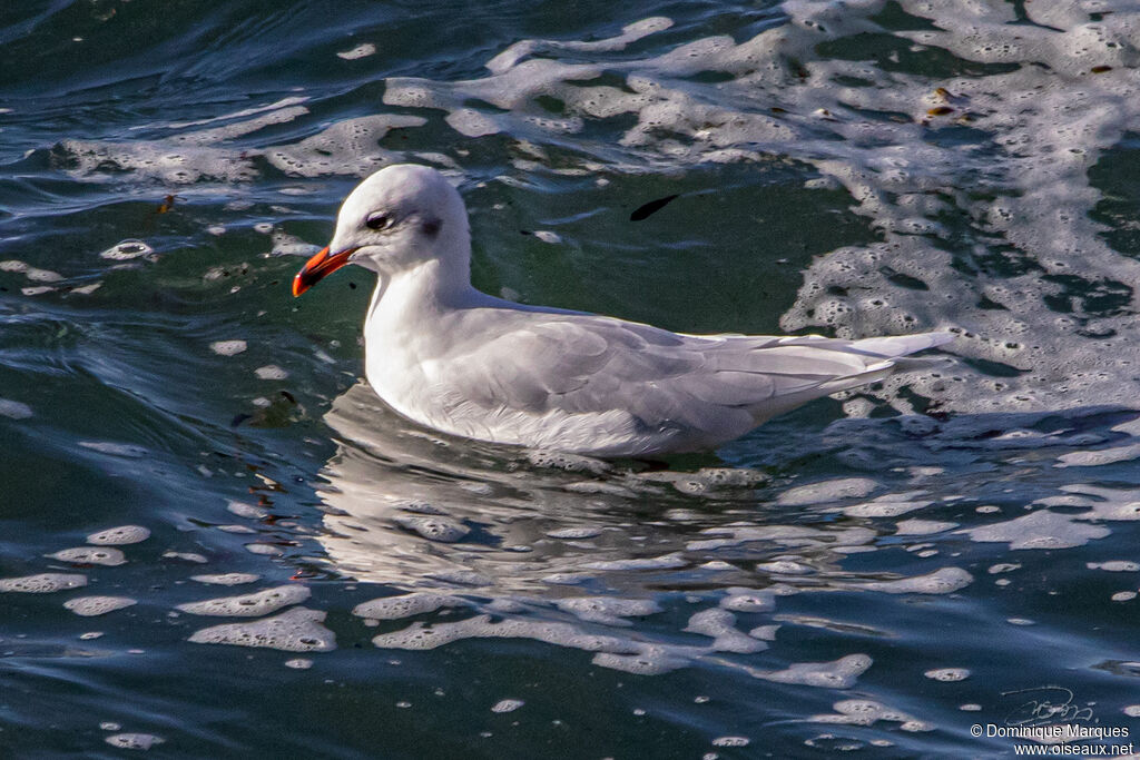 Mouette mélanocéphaleadulte internuptial, identification