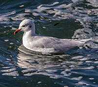 Mouette mélanocéphale