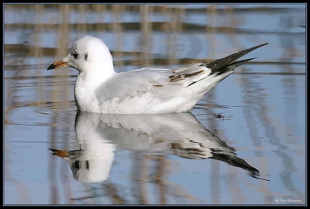 Black-headed GullFirst year