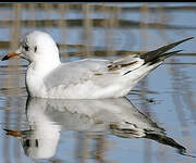 Mouette rieuse