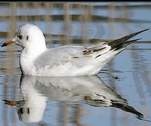 Mouette rieuse