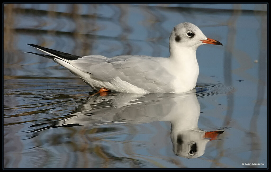 Black-headed GullFirst year