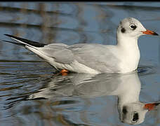 Black-headed Gull