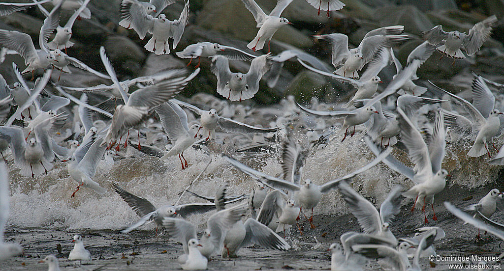 Black-headed Gull, Flight, Behaviour