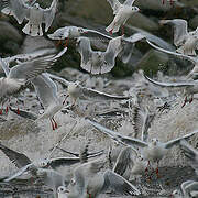 Black-headed Gull