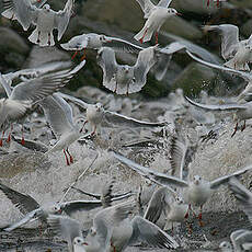 Mouette rieuse