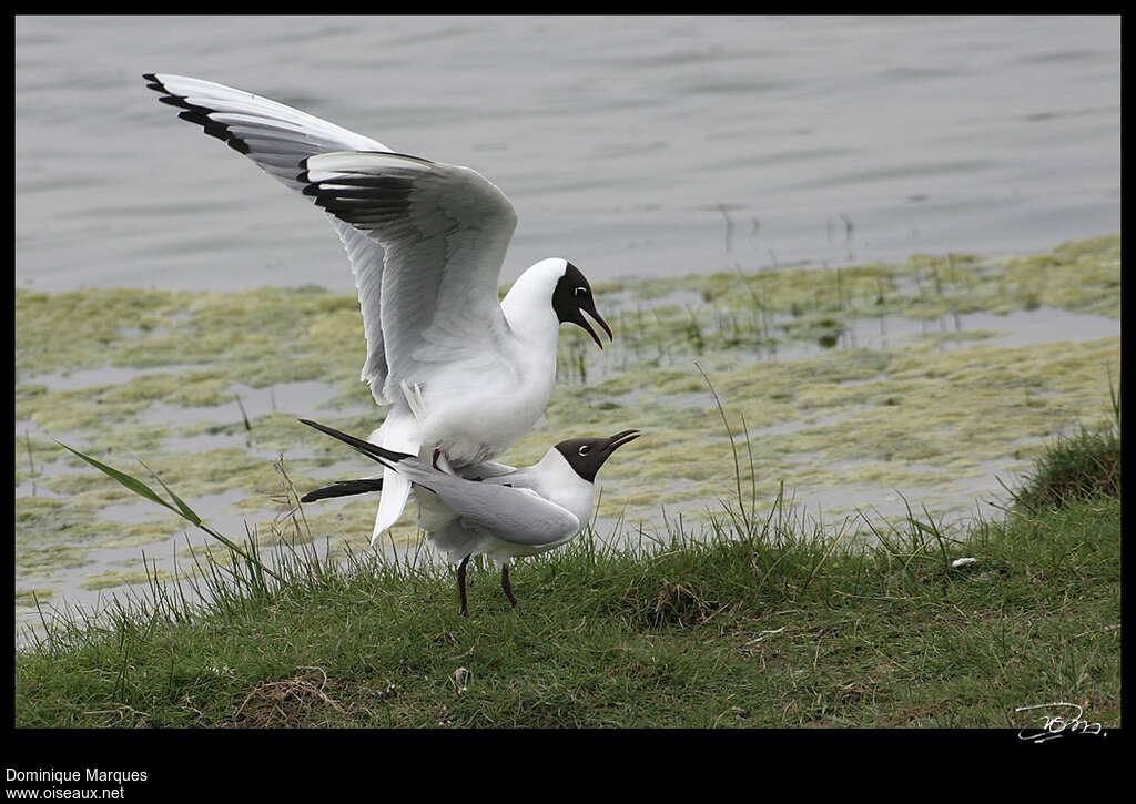 Mouette rieuseadulte nuptial, accouplement., Comportement