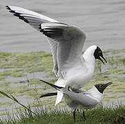 Mouette rieuse