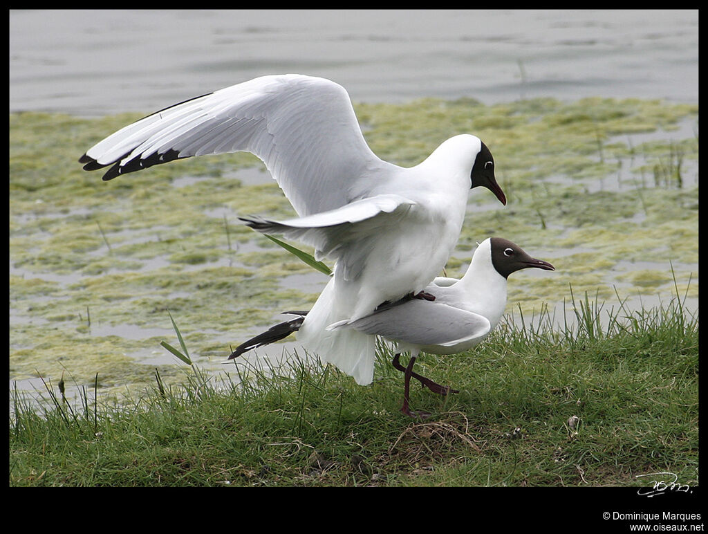 Mouette rieuse adulte nuptial, identification, Comportement