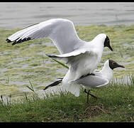 Mouette rieuse