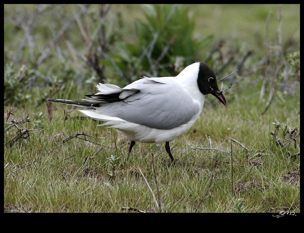 Black-headed Gulladult breeding, identification, Reproduction-nesting, Behaviour