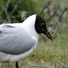 Mouette rieuse