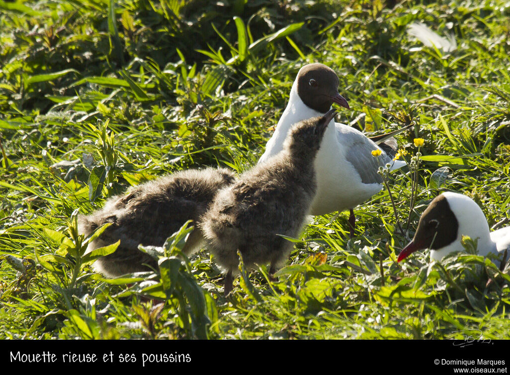 Black-headed Gull, identification, Reproduction-nesting, Behaviour