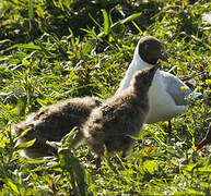 Black-headed Gull