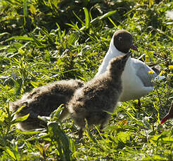 Mouette rieuse