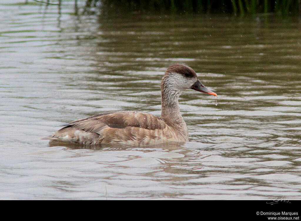 Red-crested Pochard female adult, identification