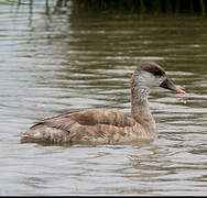 Red-crested Pochard