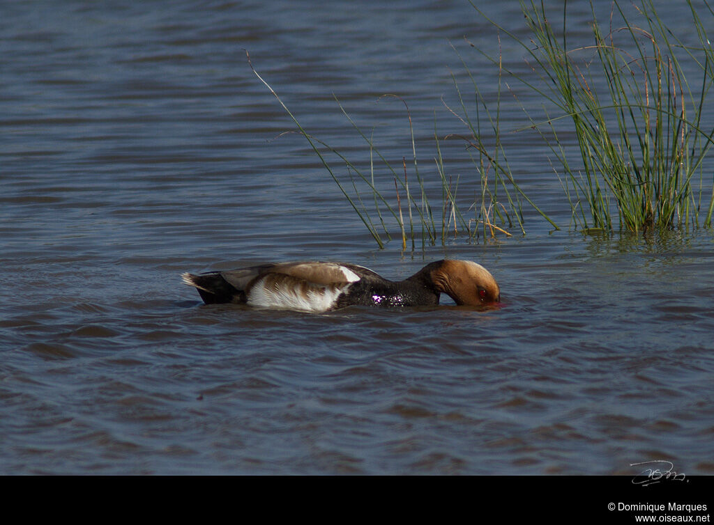 Nette rousse mâle adulte, identification, Comportement