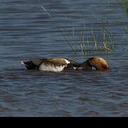 Red-crested Pochard