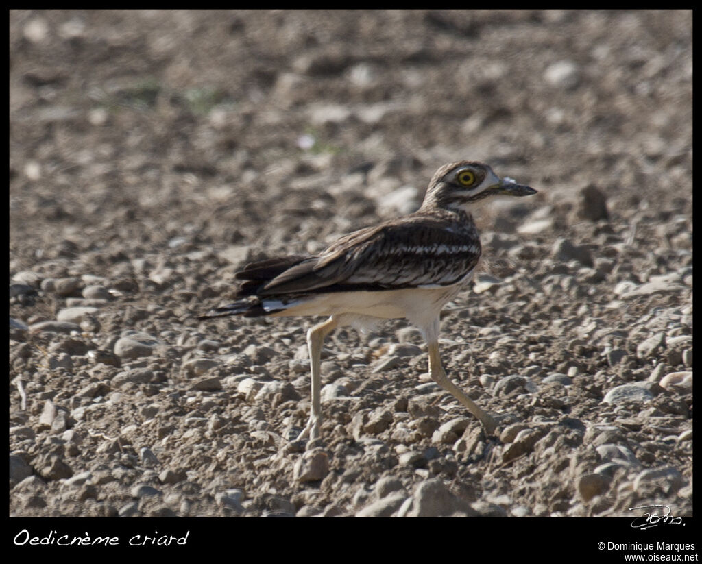 Eurasian Stone-curlewadult, identification