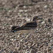 Eurasian Stone-curlew