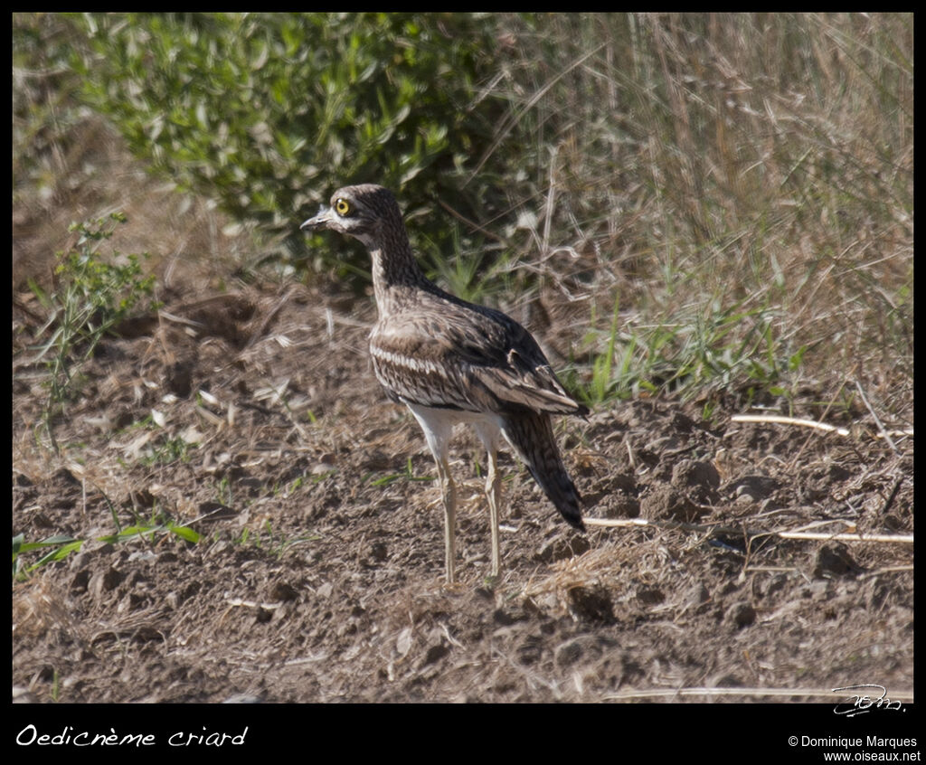 Eurasian Stone-curlewadult, identification