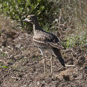 Eurasian Stone-curlew