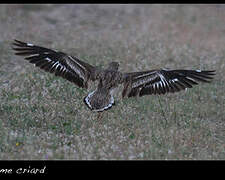 Eurasian Stone-curlew