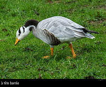 Bar-headed Goose