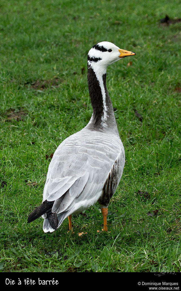 Oie à tête barréeadulte, identification