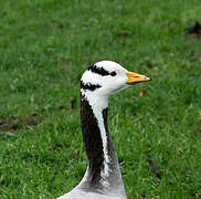 Bar-headed Goose