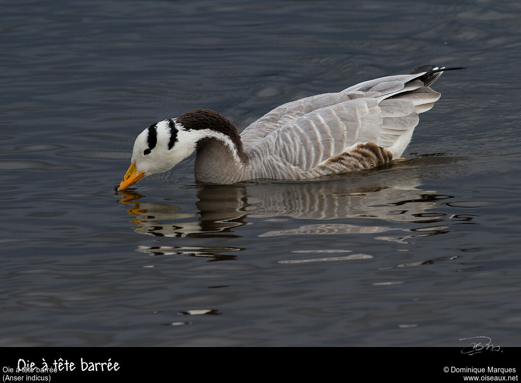 Bar-headed Gooseadult post breeding, identification