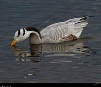 Bar-headed Goose