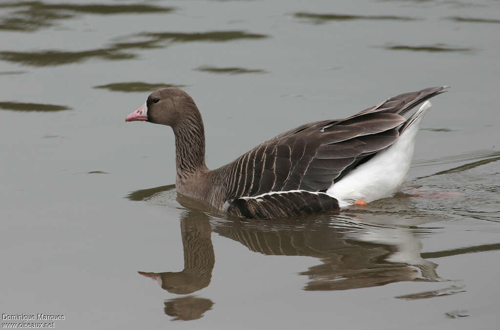 Greater White-fronted Goose, identification