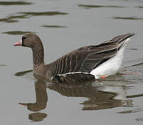 Greater White-fronted Goose