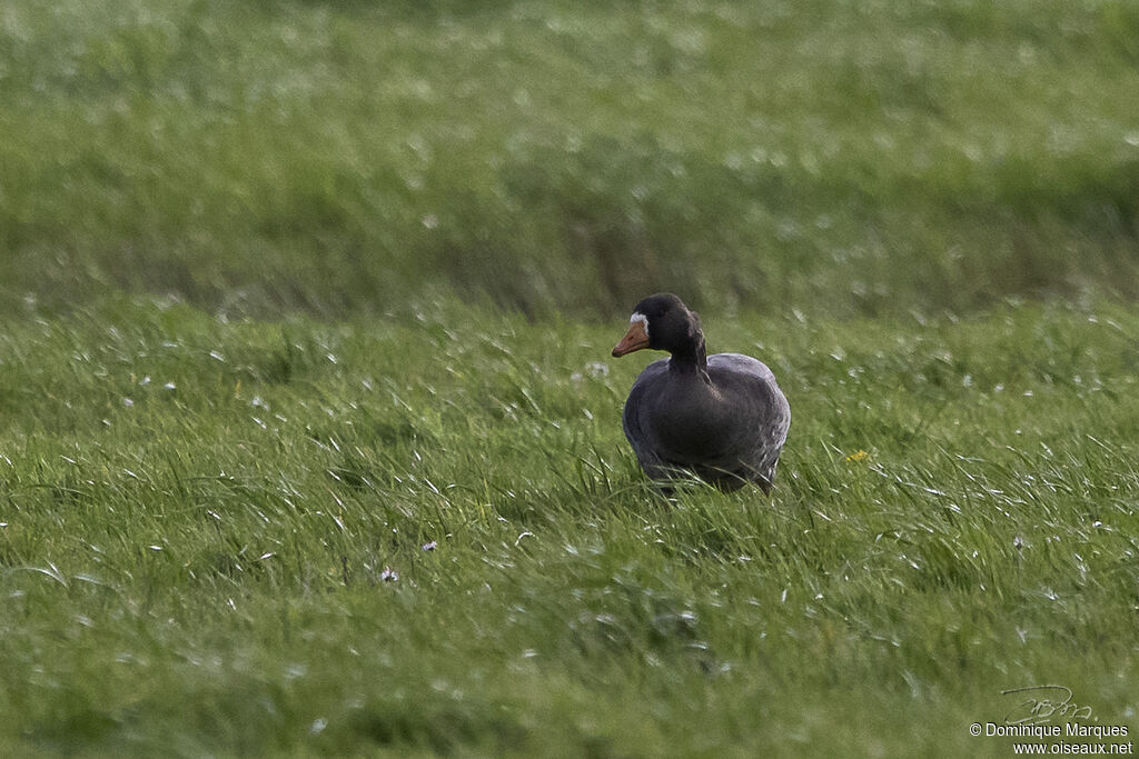 Greater White-fronted Goose