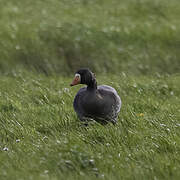 Greater White-fronted Goose