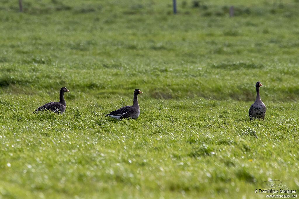 Greater White-fronted Goose