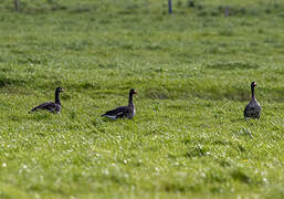 Greater White-fronted Goose