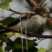 Long-tailed Tit