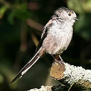 Long-tailed Tit