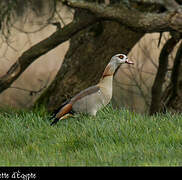 Egyptian Goose