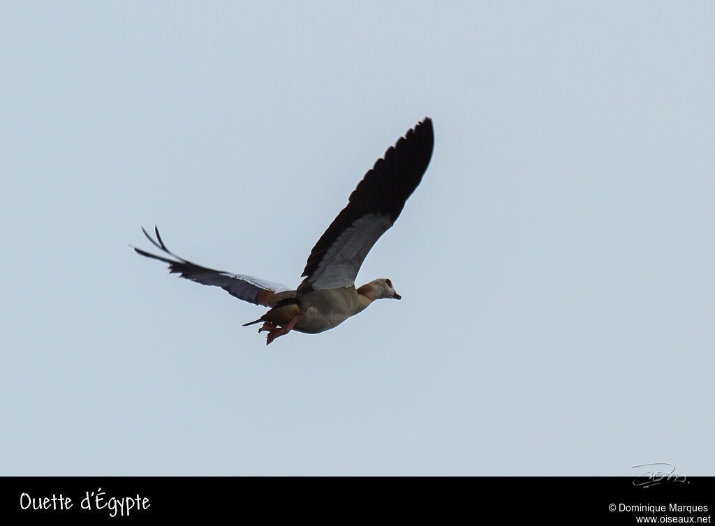 Egyptian Gooseadult, Flight